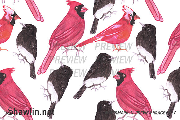 Cardinals Black Phoebe Birds and Patterns
