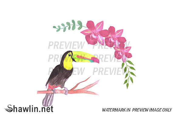 Toucan and Orchids Web Elements