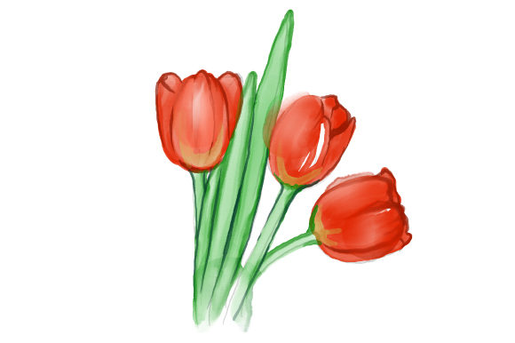 Watercolour Tulips for Nature Amp Branding
